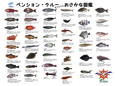 日本魚種類